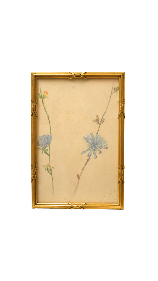 French Wild Chicory Botanical in Gilt Frame