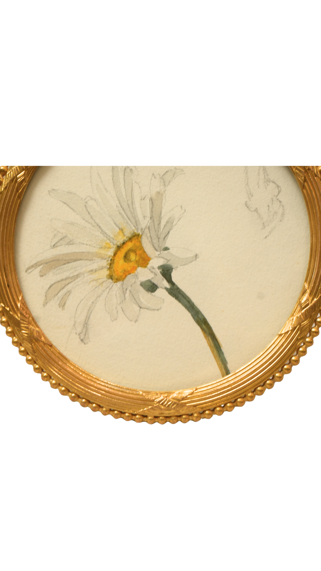 French Oxeye Daisy Botanical Study in Round Gilt Frame
