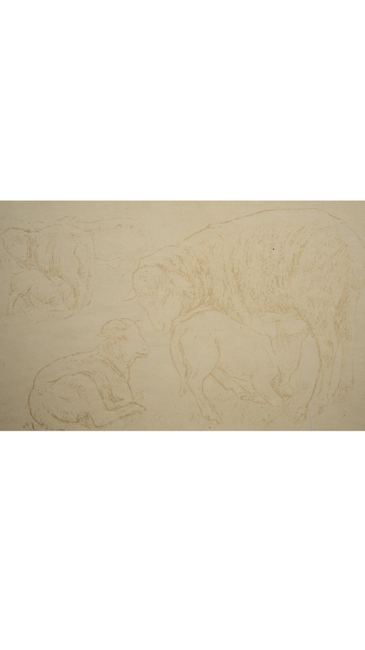 Signed French Sheep Study in Archival Frame