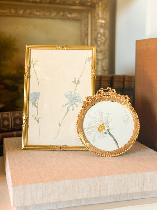 French Wild Chicory Botanical in Gilt Frame