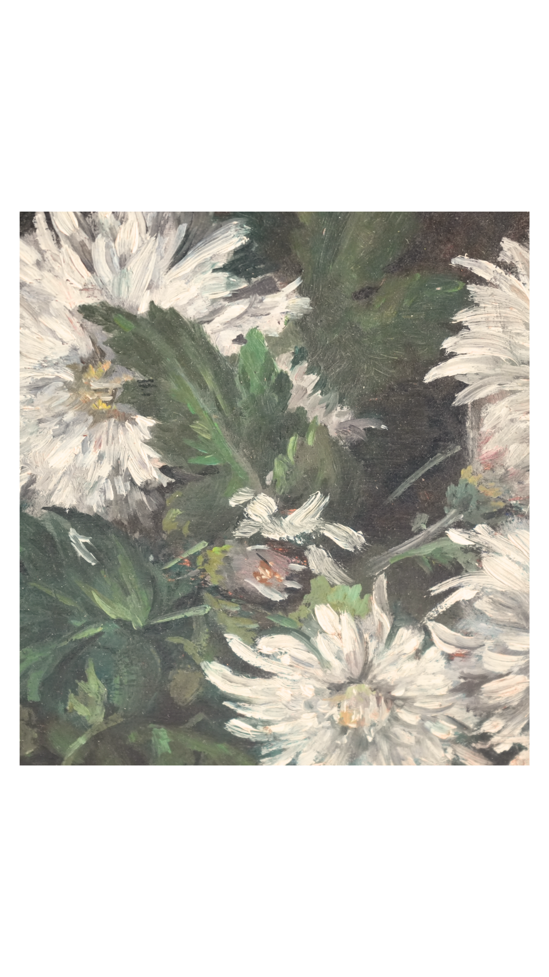 Antique French White Chrysanthemum Still Life