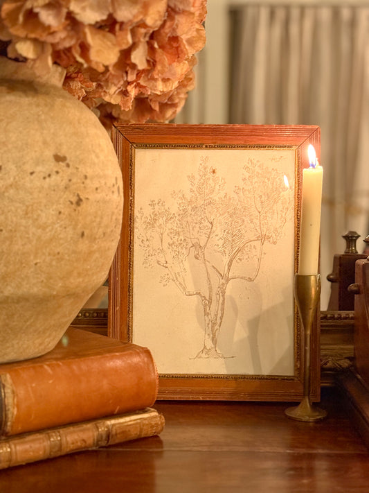 Armand Point, Study of a Tree