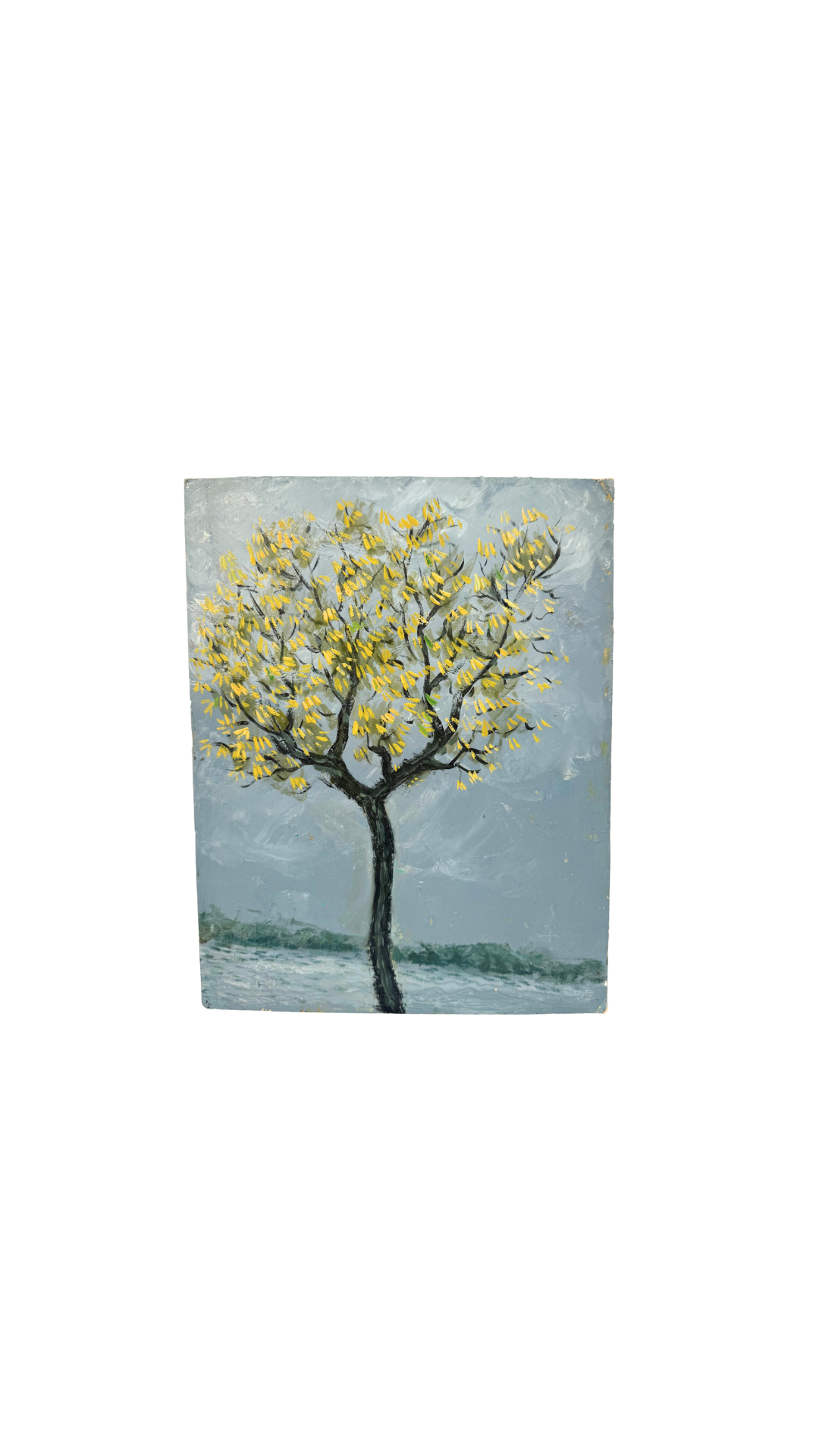 Yellow Blossom Tree