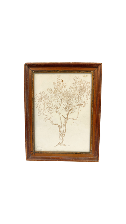 Armand Point, Study of a Tree