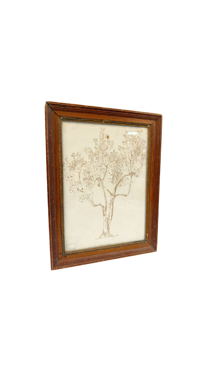 Armand Point, Study of a Tree