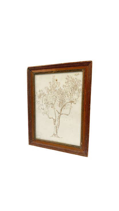 Armand Point, Study of a Tree