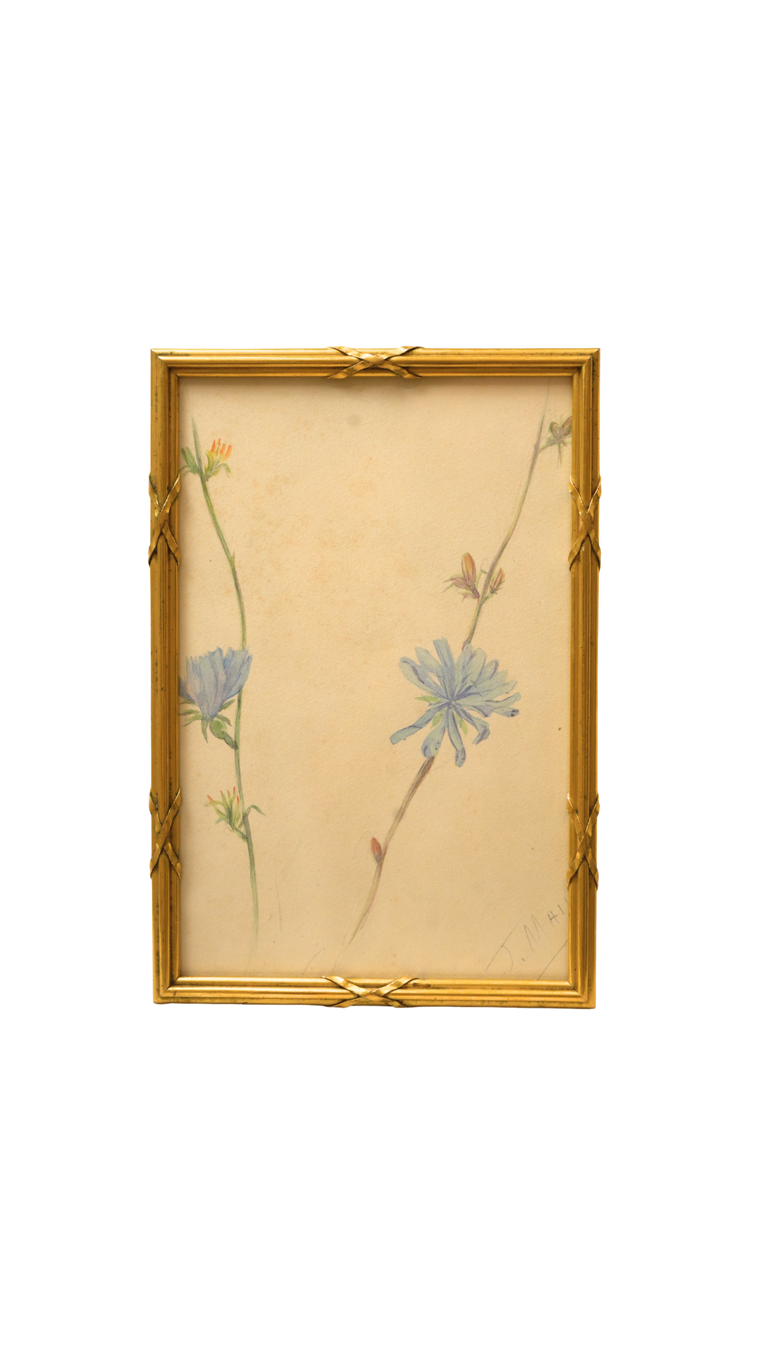 French Wild Chicory Botanical in Gilt Frame