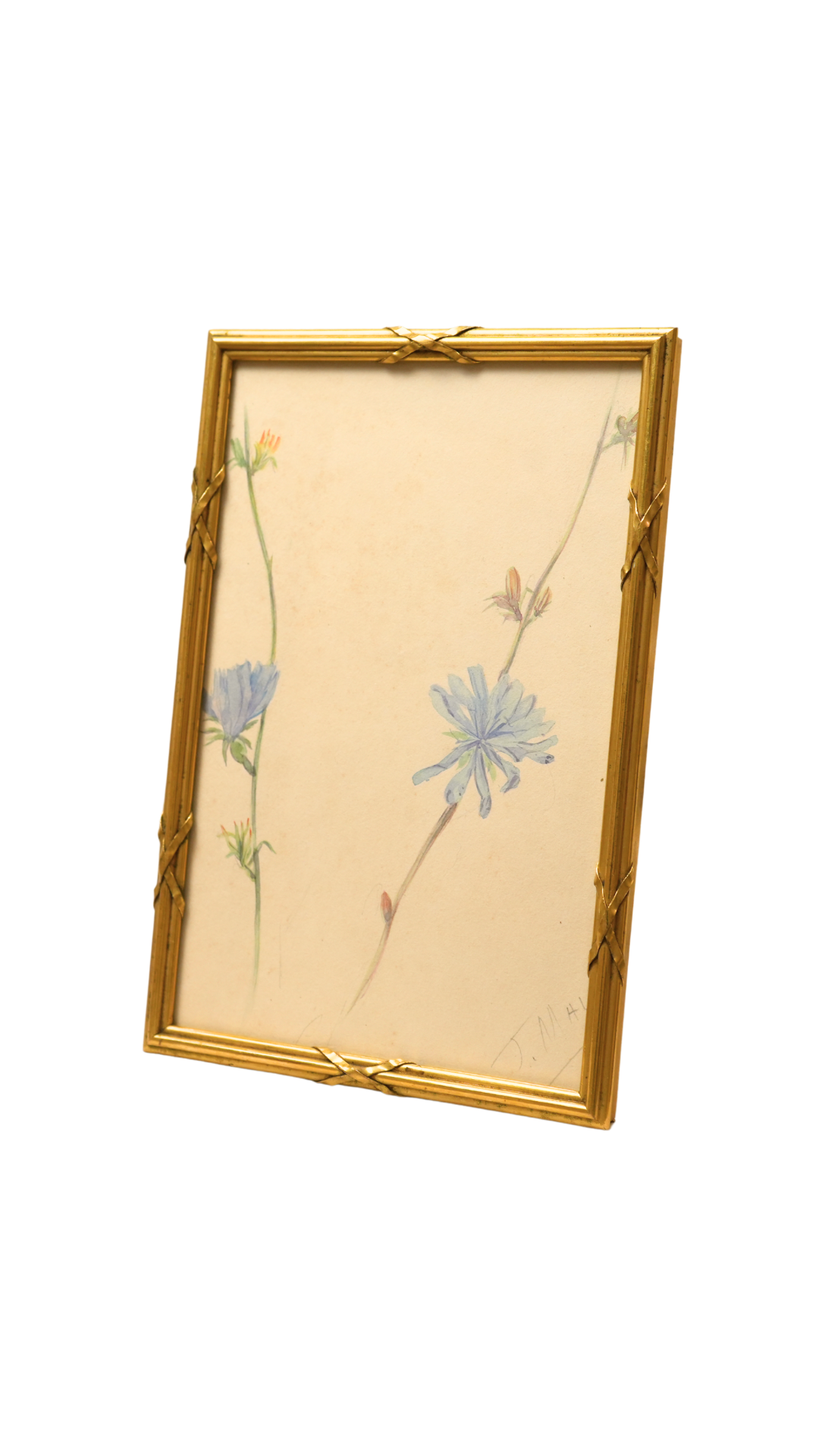 French Wild Chicory Botanical in Gilt Frame