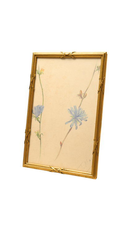 French Wild Chicory Botanical in Gilt Frame