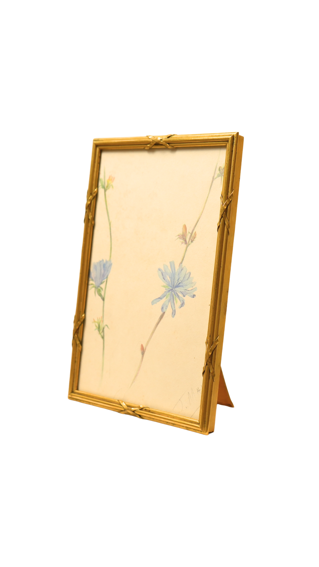 French Wild Chicory Botanical in Gilt Frame