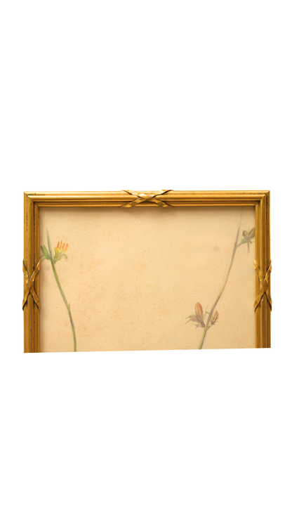 French Wild Chicory Botanical in Gilt Frame