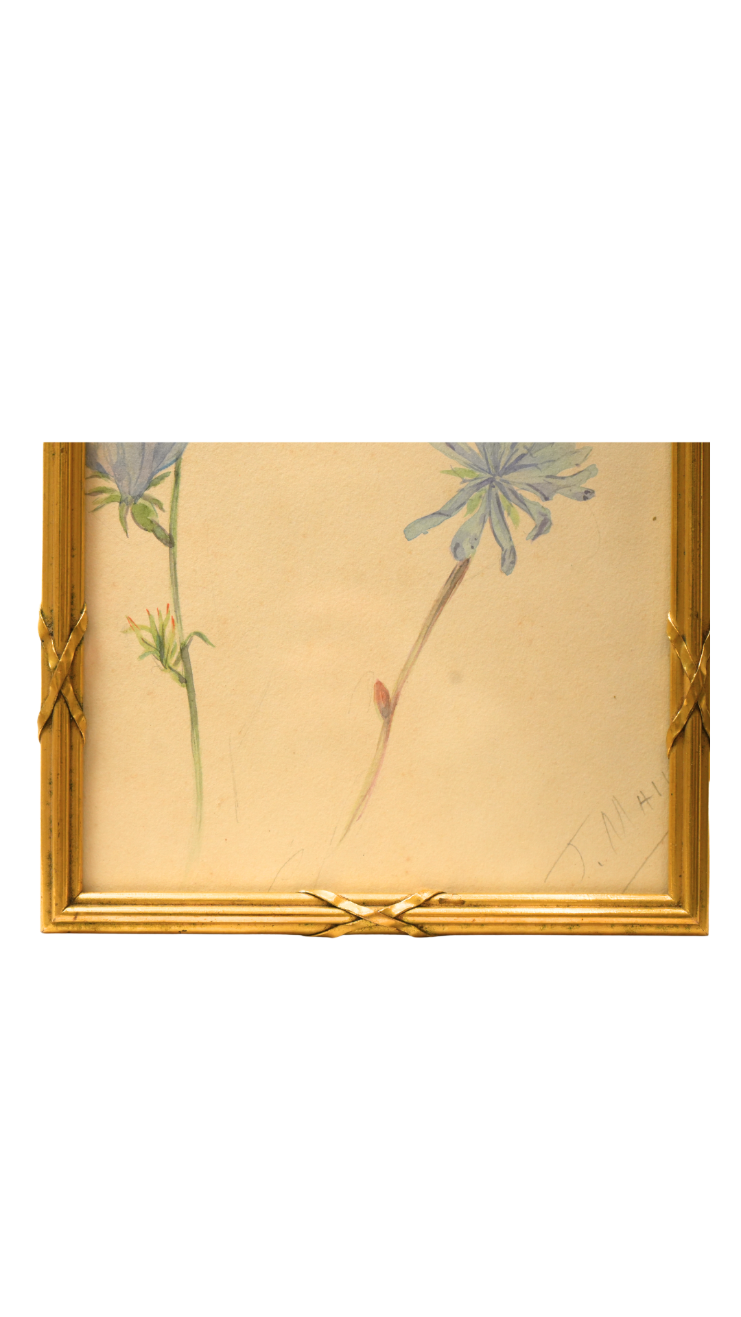 French Wild Chicory Botanical in Gilt Frame
