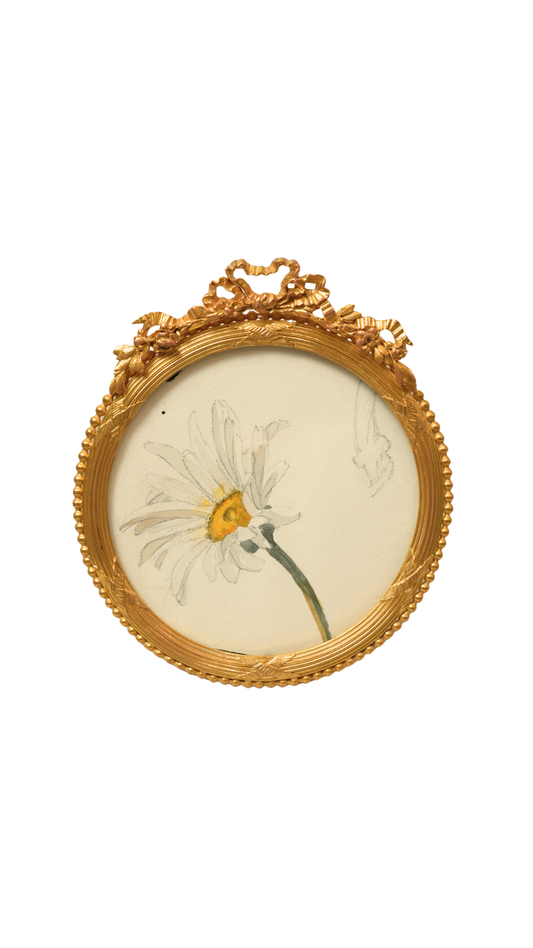 French Oxeye Daisy Botanical Study in Round Gilt Frame