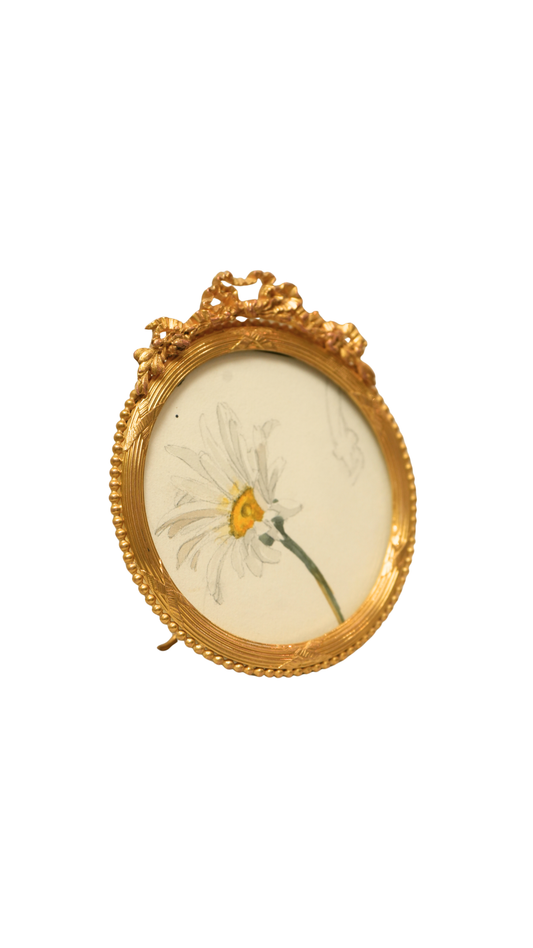 French Oxeye Daisy Botanical Study in Round Gilt Frame