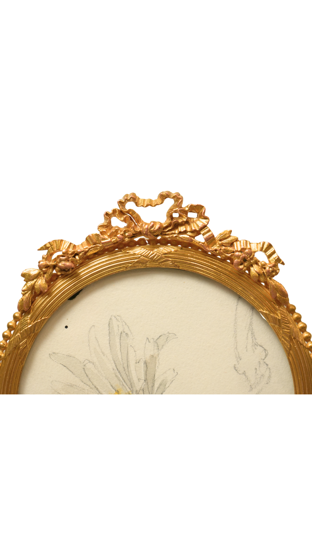 French Oxeye Daisy Botanical Study in Round Gilt Frame