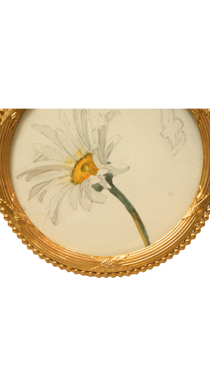 French Oxeye Daisy Botanical Study in Round Gilt Frame