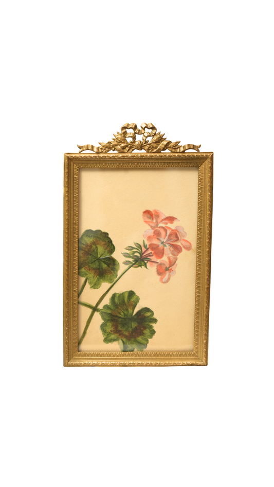 French Geranium Botanical Study in Gilt Frame