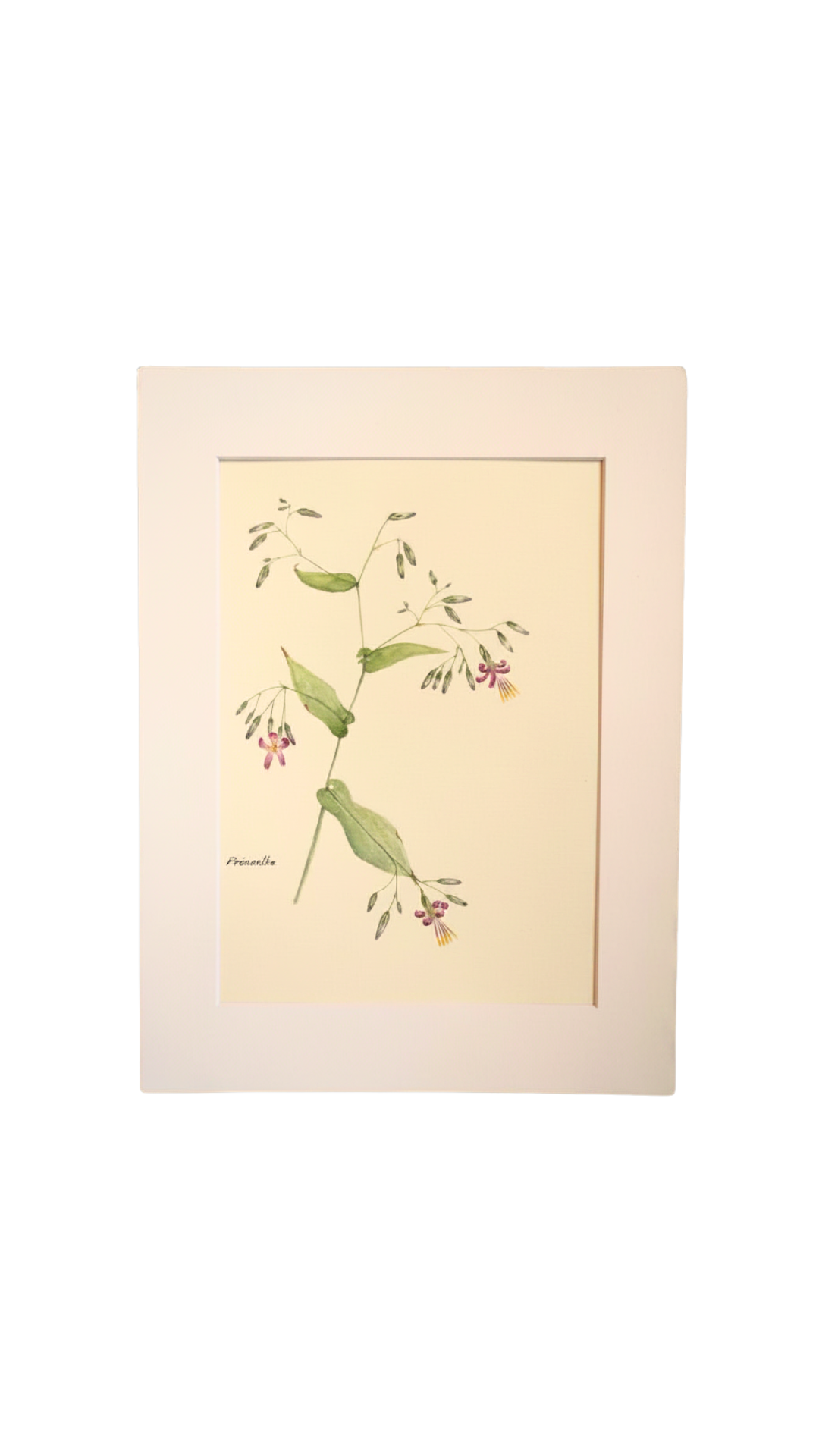 Original Botanical Watercolor Study of Prénanthe