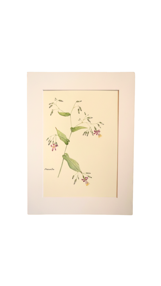 Original Botanical Watercolor Study of Prénanthe