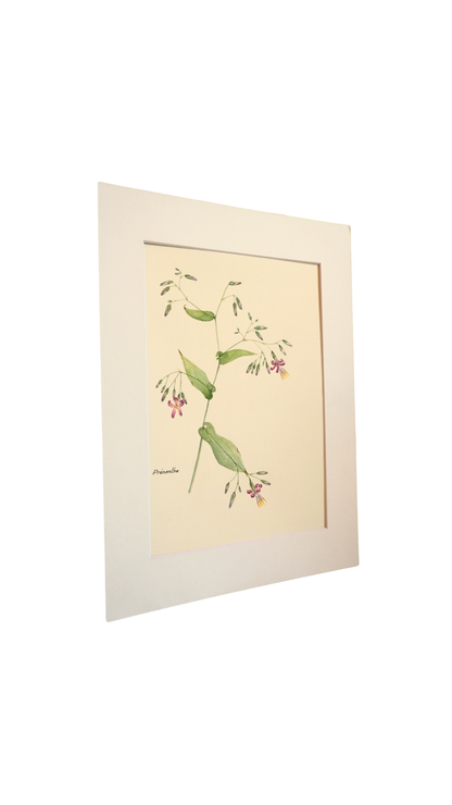 Original Botanical Watercolor Study of Prénanthe