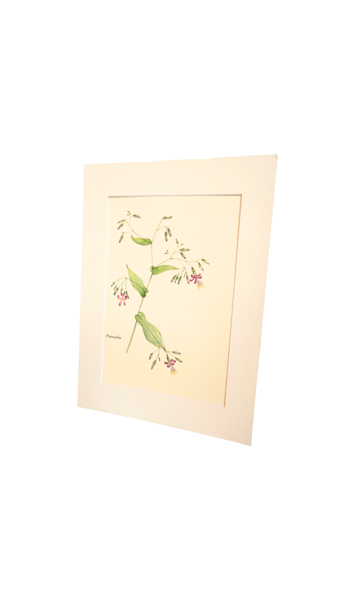 Original Botanical Watercolor Study of Prénanthe