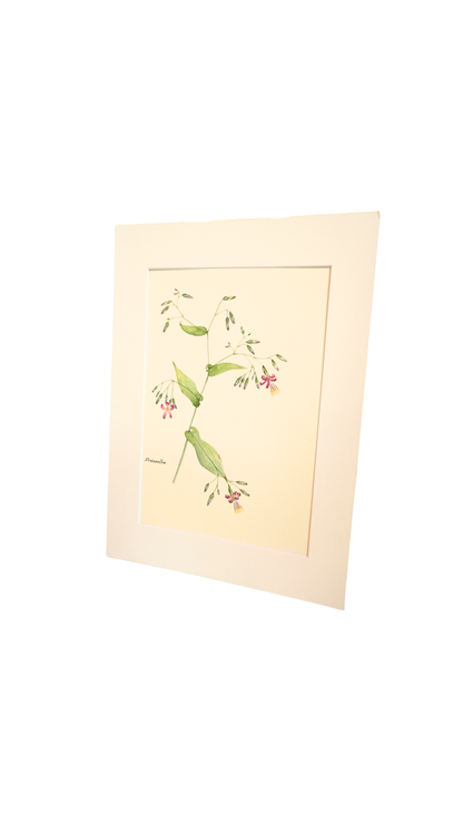 Original Botanical Watercolor Study of Prénanthe