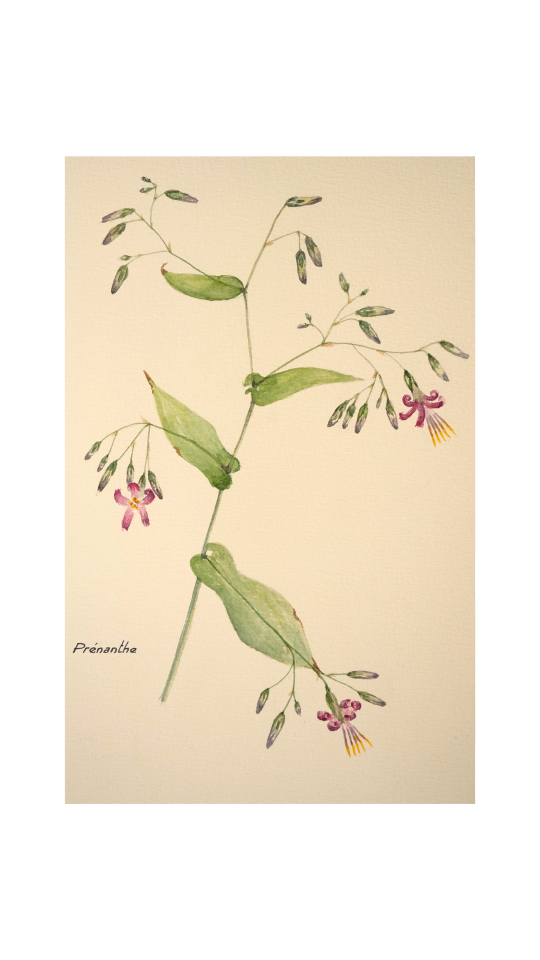 Original Botanical Watercolor Study of Prénanthe