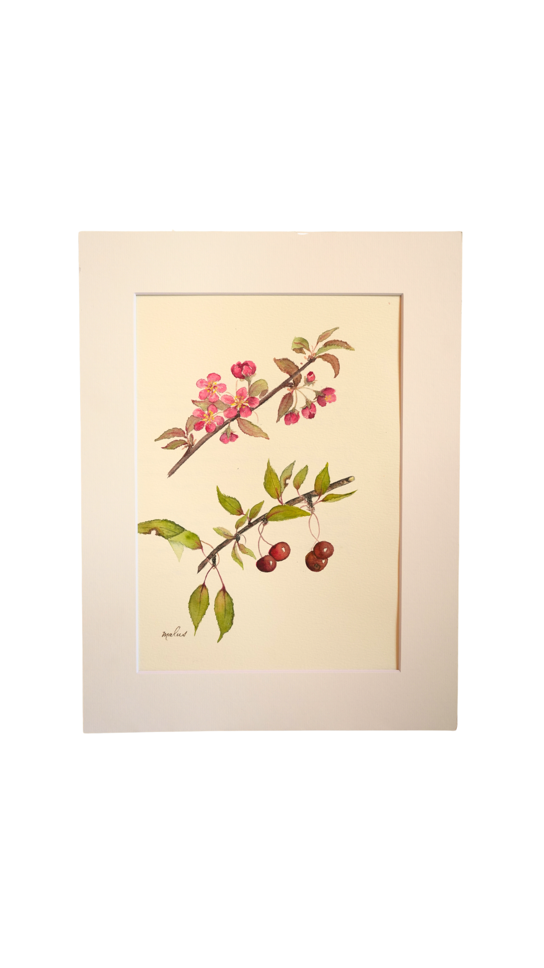 Original Botanical Watercolor of Malus with German Poem Verso