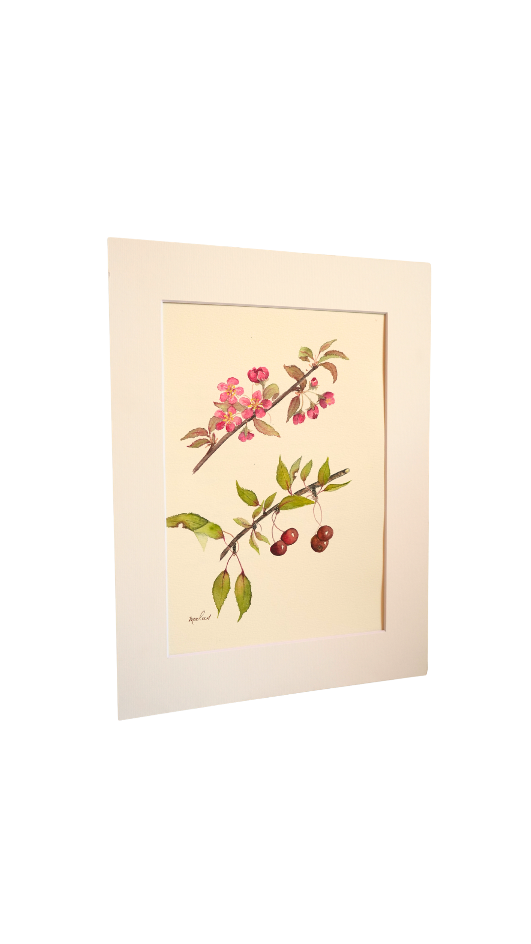 Original Botanical Watercolor of Malus with German Poem Verso