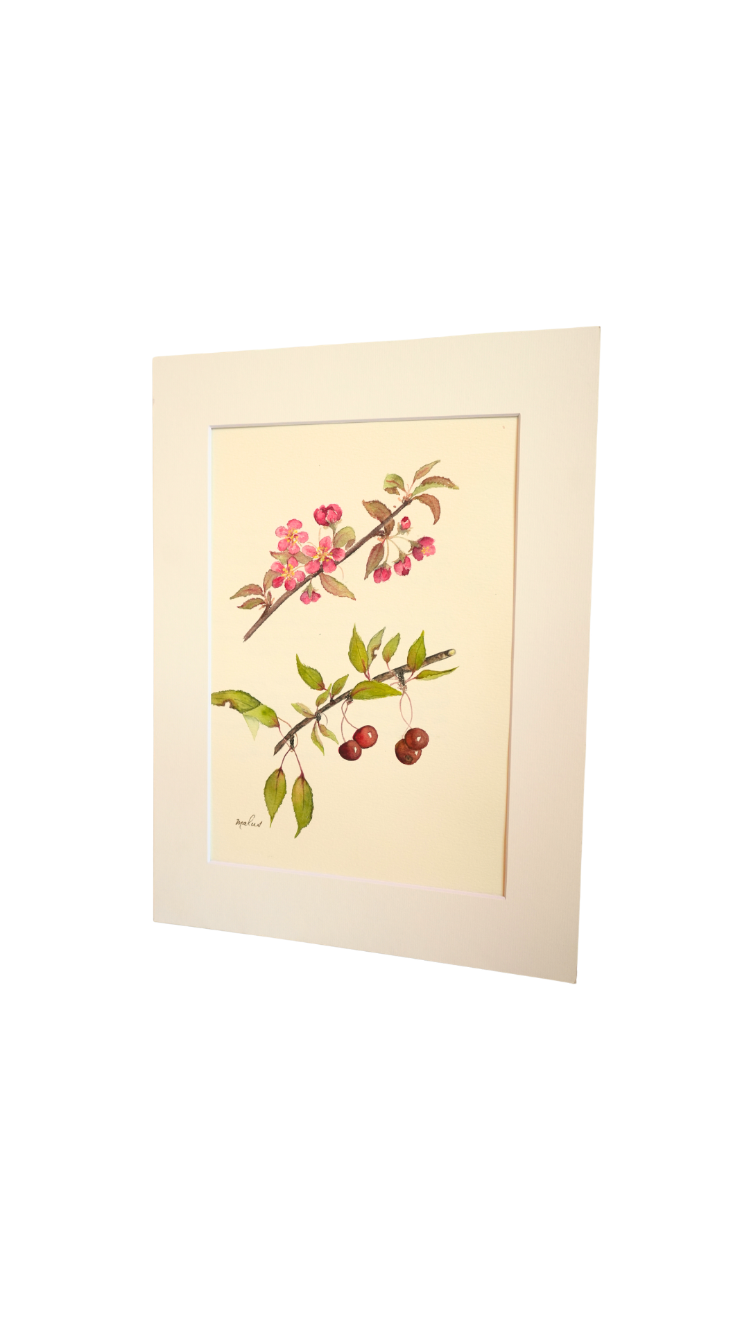 Original Botanical Watercolor of Malus with German Poem Verso