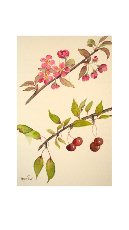 Original Botanical Watercolor of Malus with German Poem Verso