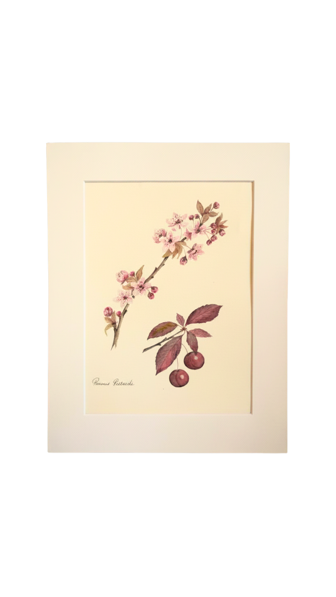 Original Botanical Watercolor of Prunus Pissardii with French Poem Verso