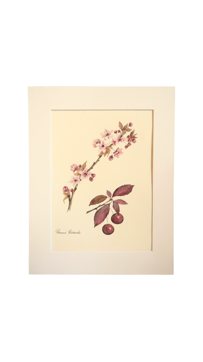 Original Botanical Watercolor of Prunus Pissardii with French Poem Verso