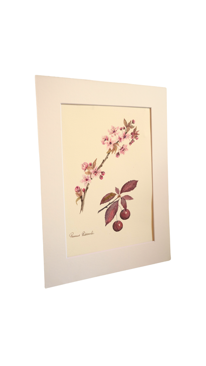 Original Botanical Watercolor of Prunus Pissardii with French Poem Verso