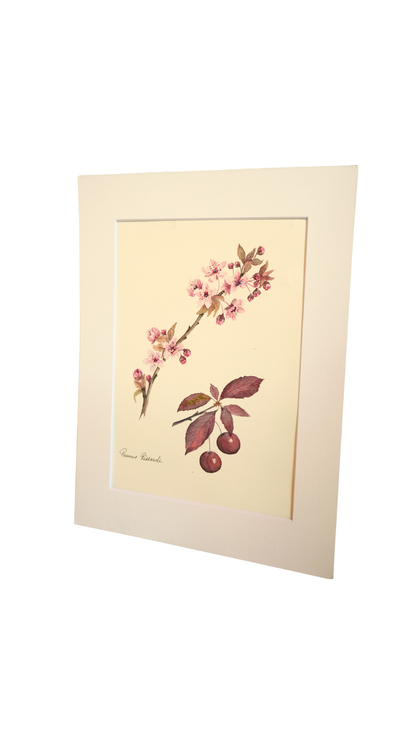 Original Botanical Watercolor of Prunus Pissardii with French Poem Verso