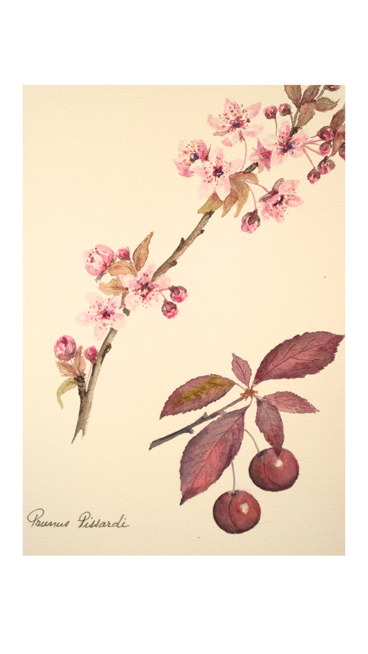 Original Botanical Watercolor of Prunus Pissardii with French Poem Verso