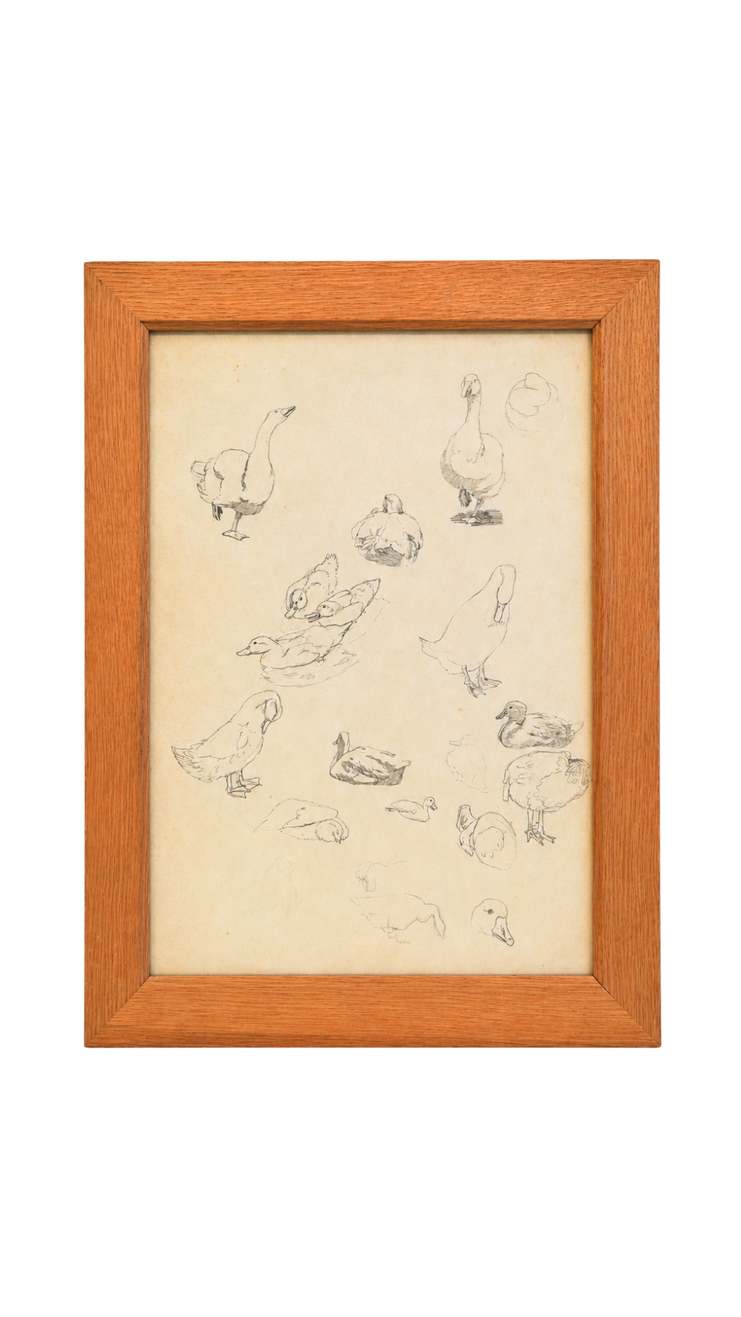 French Graphite Duck & Goose Study