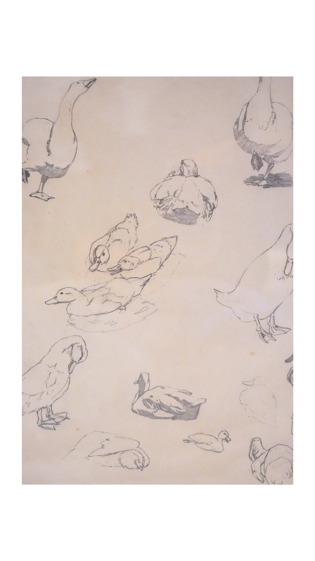 French Graphite Duck & Goose Study