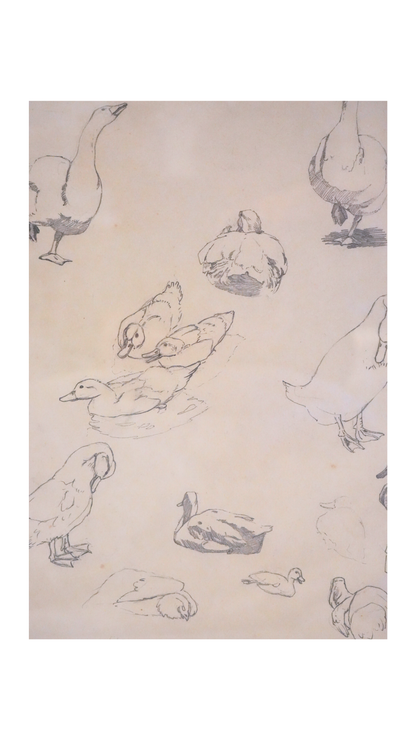 French Graphite Duck & Goose Study